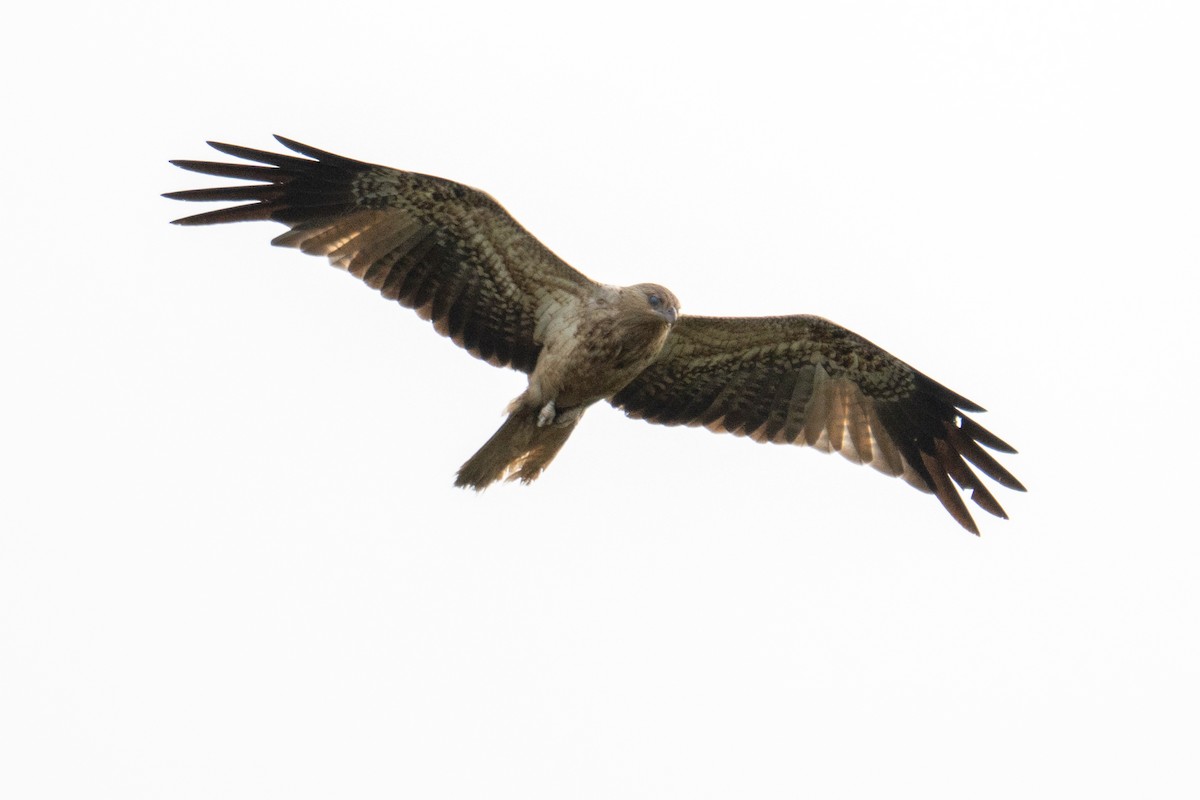 Whistling Kite - ML647038495