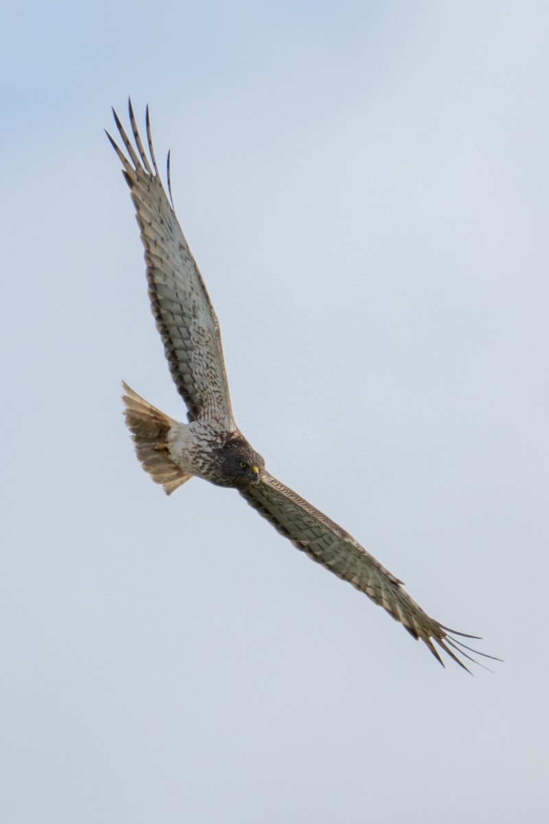 Лунь південний - ML647038497