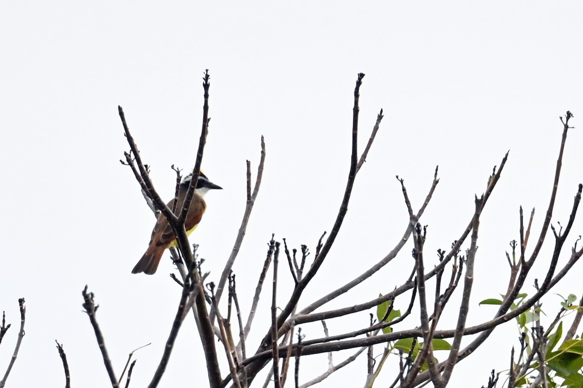 Great Kiskadee - ML647038512