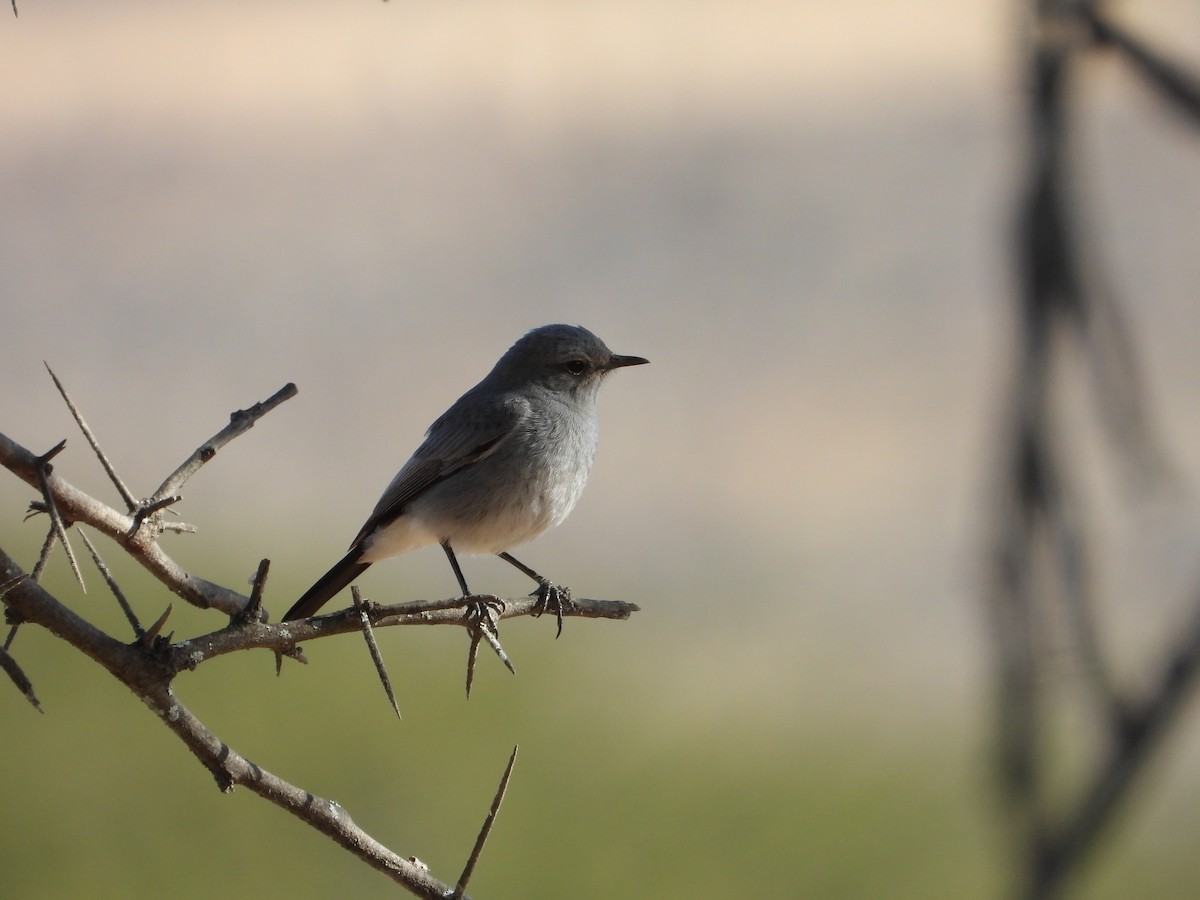 Blackstart - ML647038515