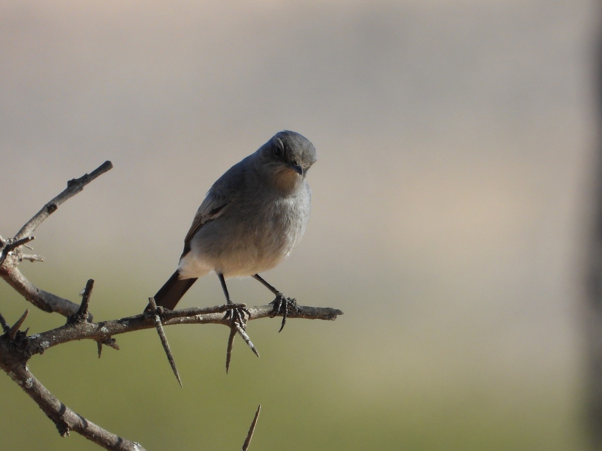 Blackstart - ML647038516