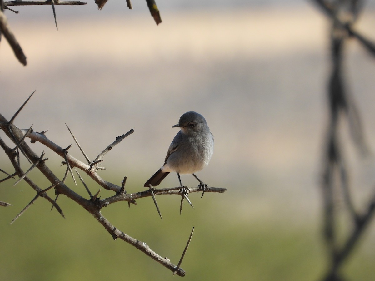 Blackstart - ML647038517