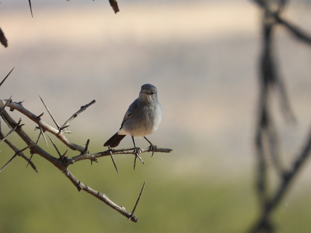 Blackstart - ML647038518