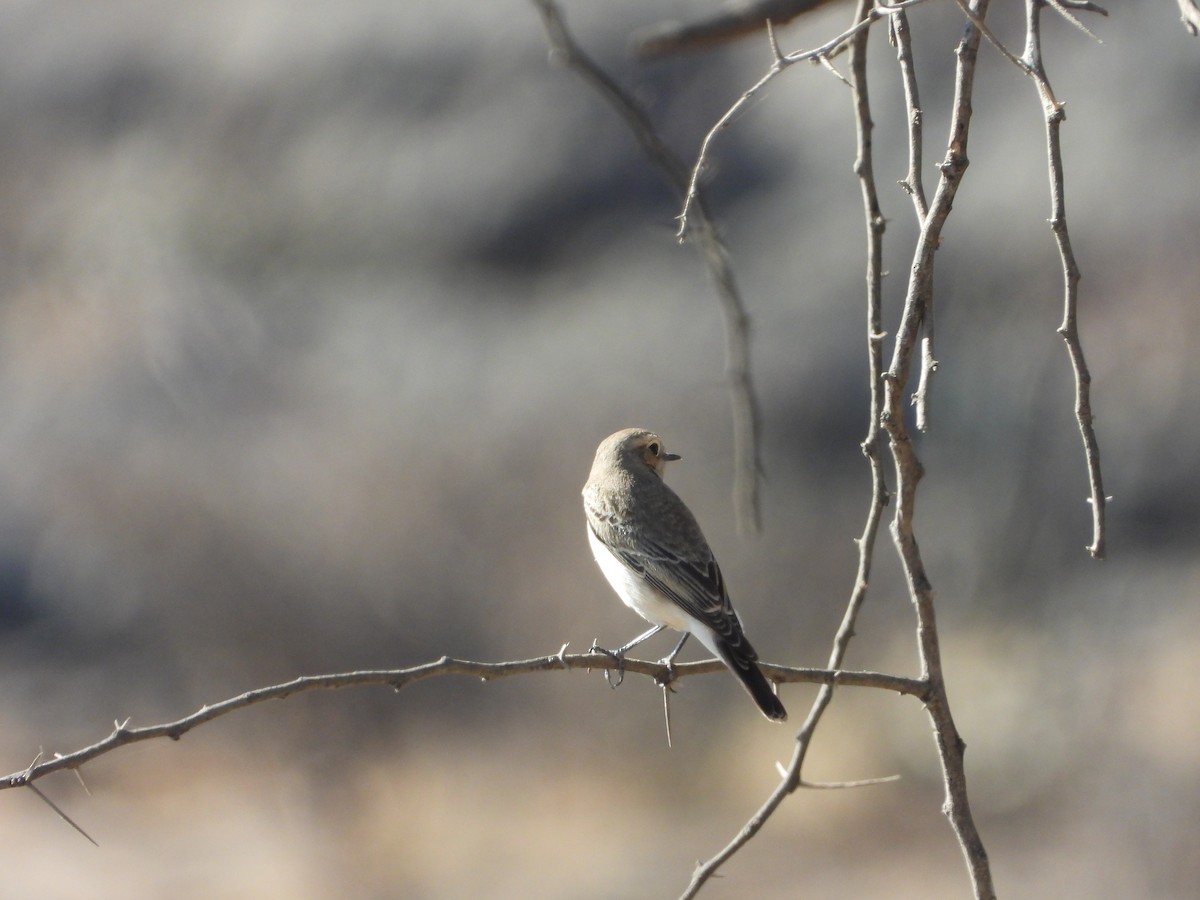 Pied Wheatear - ML647038519