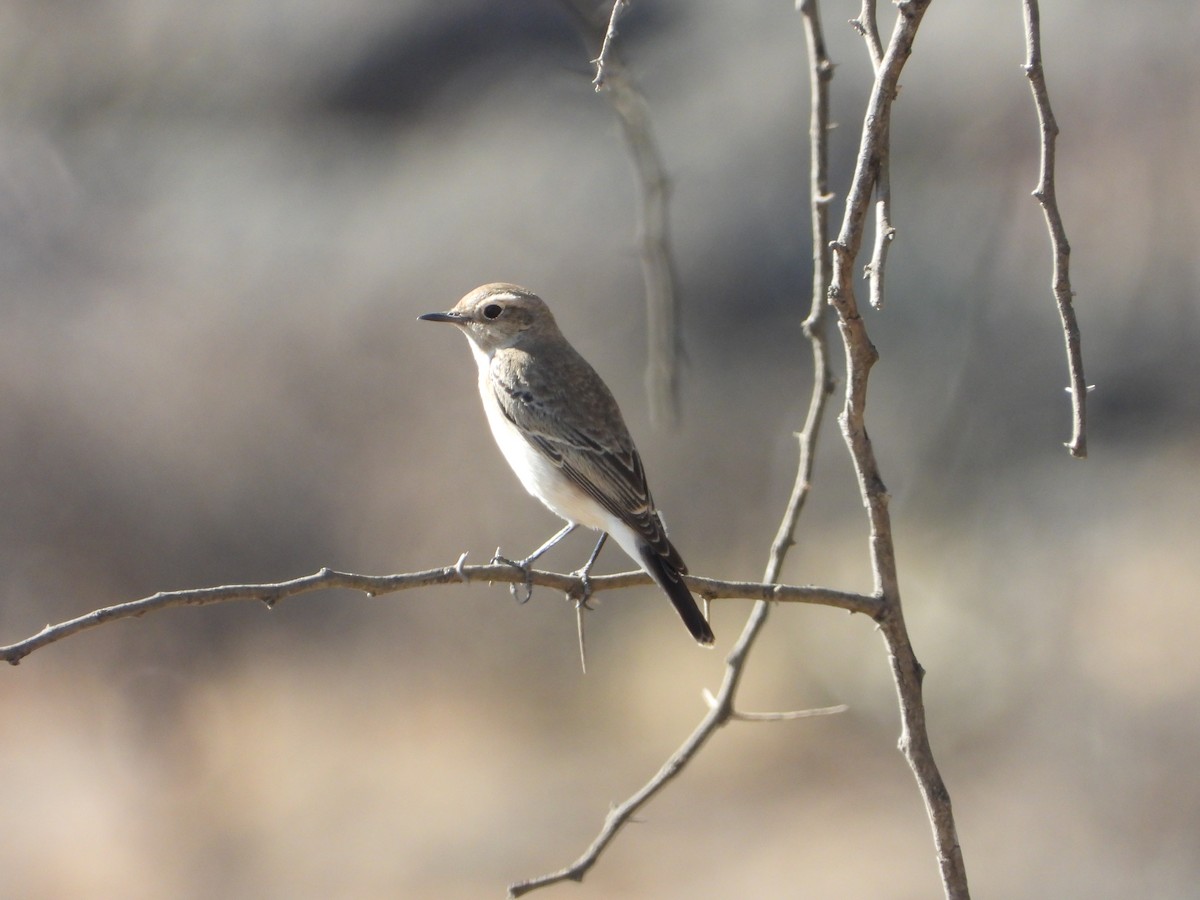 Pied Wheatear - ML647038520