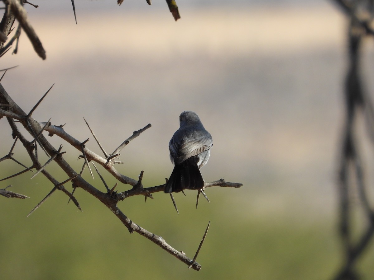 Blackstart - ML647038521