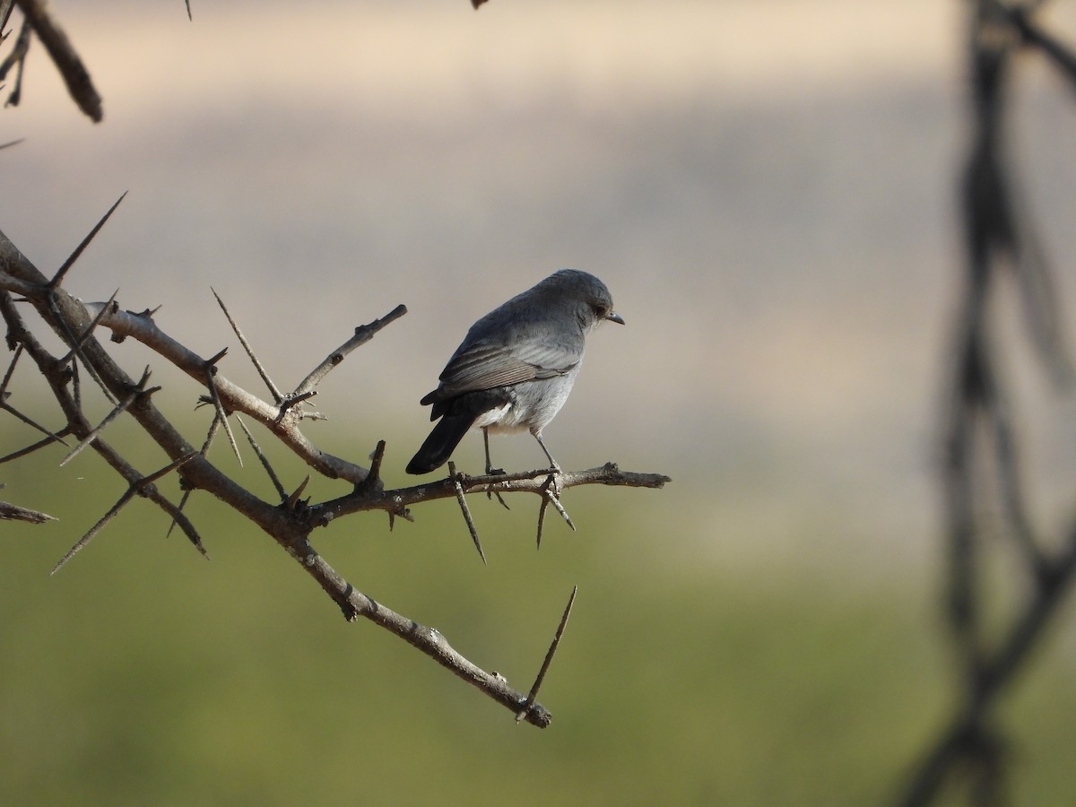 Blackstart - ML647038522