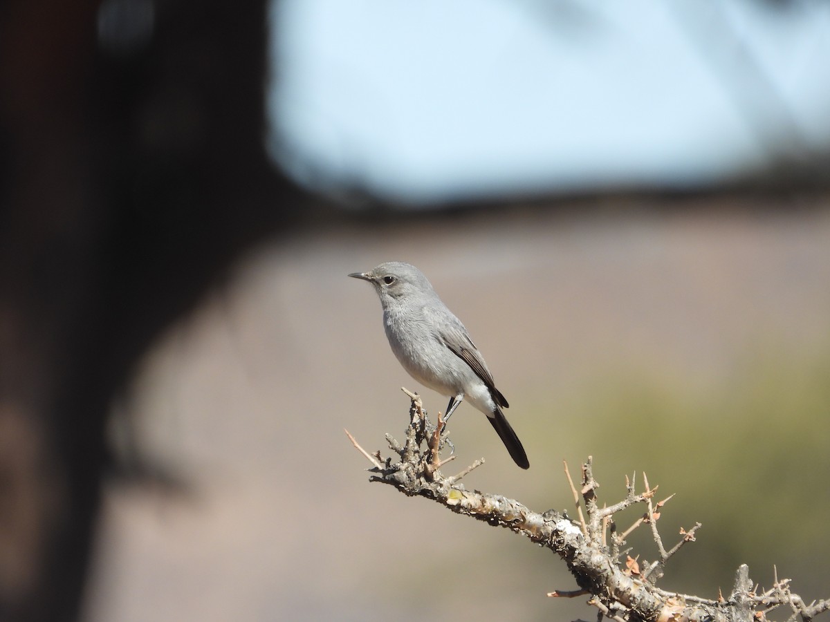 Blackstart - ML647038523