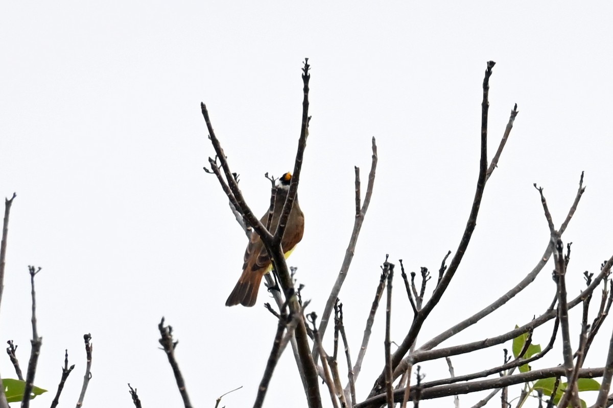 Great Kiskadee - ML647038524