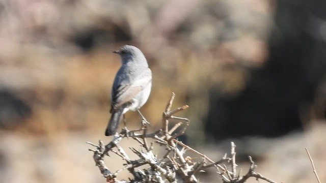 Blackstart - ML647038525