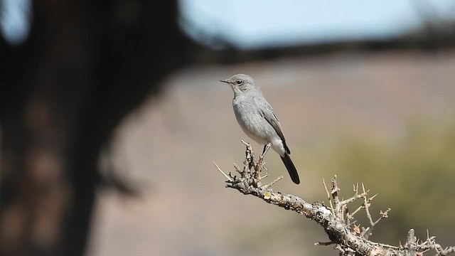 Blackstart - ML647038526