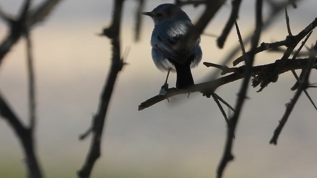 Blackstart - ML647038527