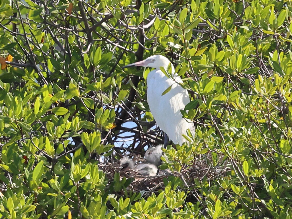 Reddish Egret - ML647038529