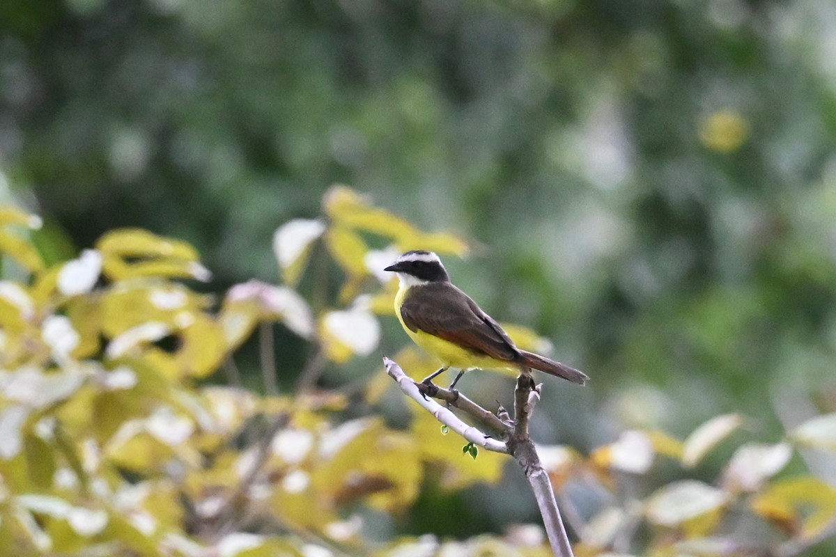 Rusty-margined Flycatcher - ML647038534