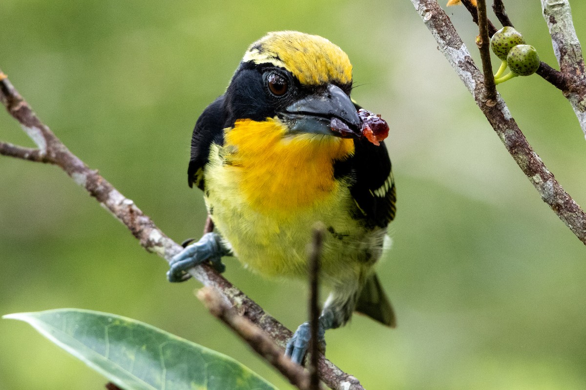 Gilded Barbet - ML647038537