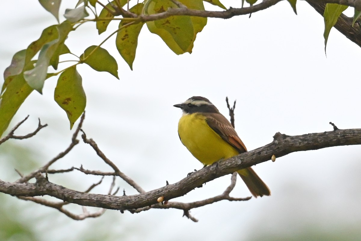 Rusty-margined Flycatcher - ML647038539