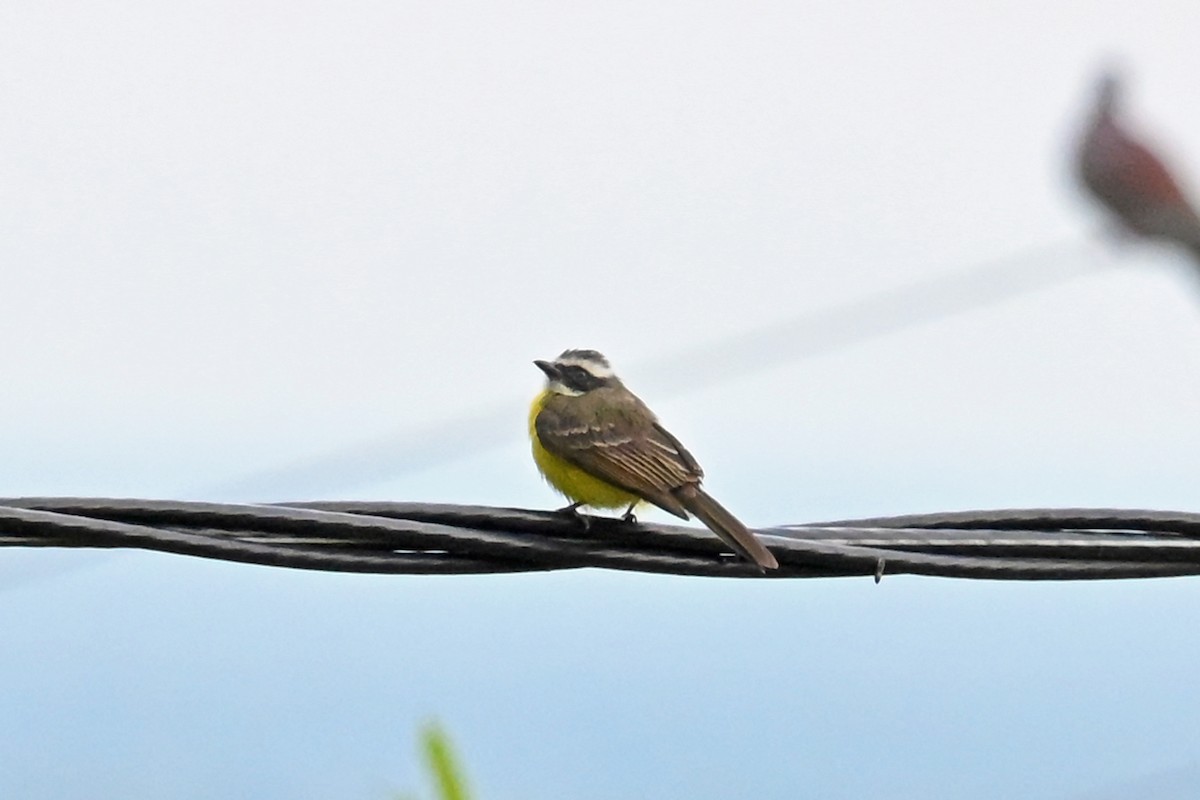 Social Flycatcher - ML647038552