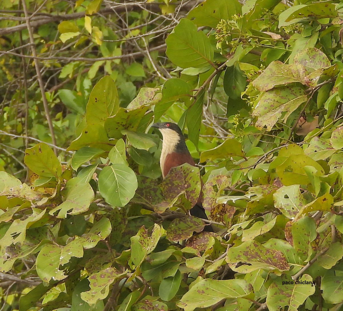 Senegal Coucal - ML647038561