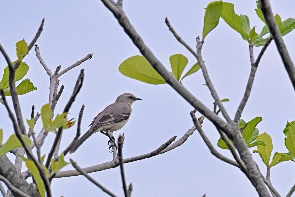 drozdec tropický - ML647038563