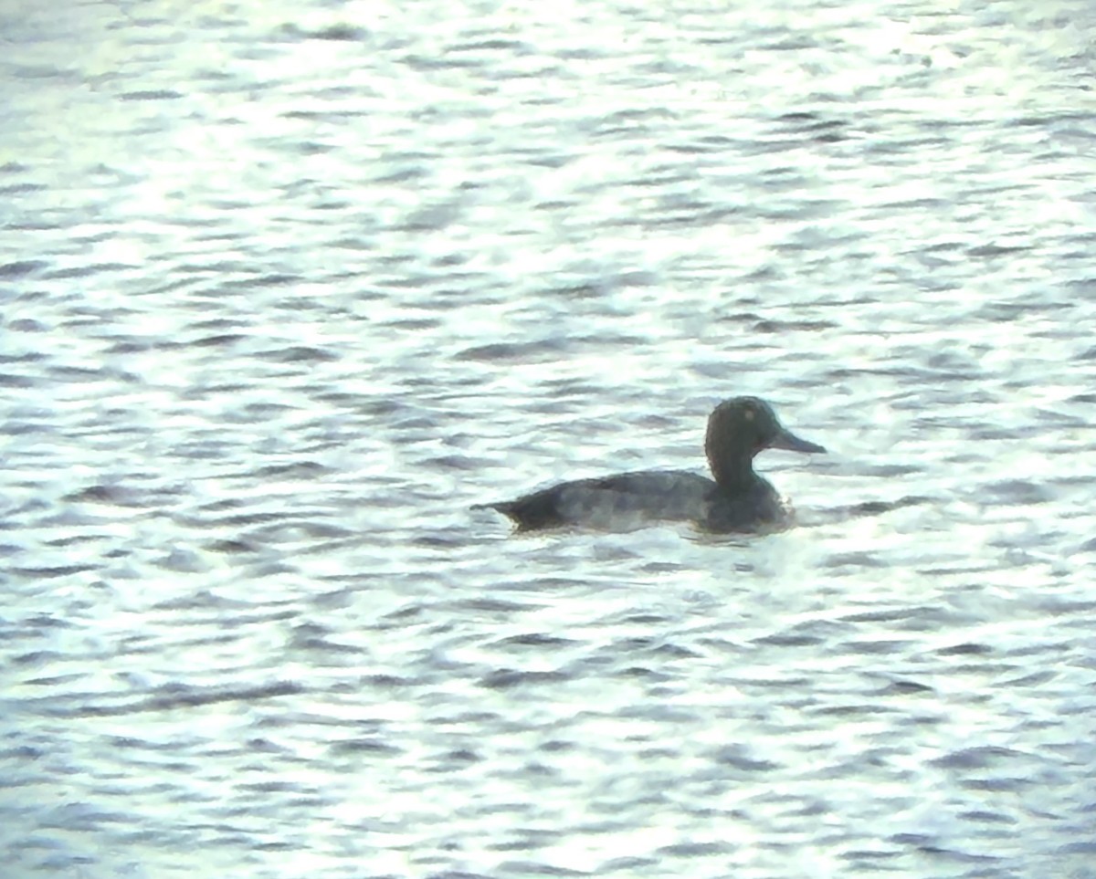 polák kaholka - ML647038565