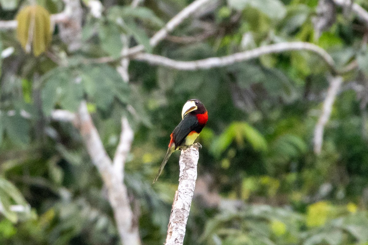 Ivory-billed Aracari - ML647038570