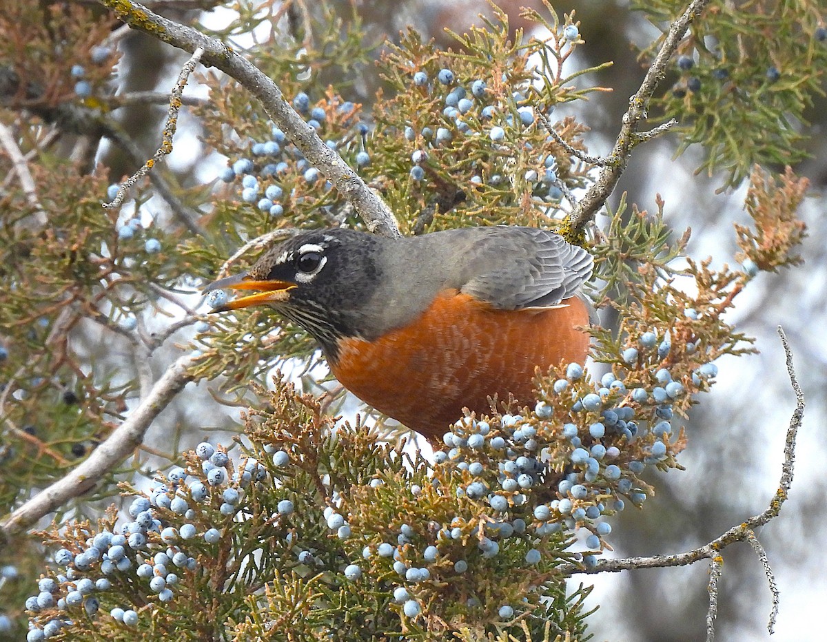 American Robin - ML647038574