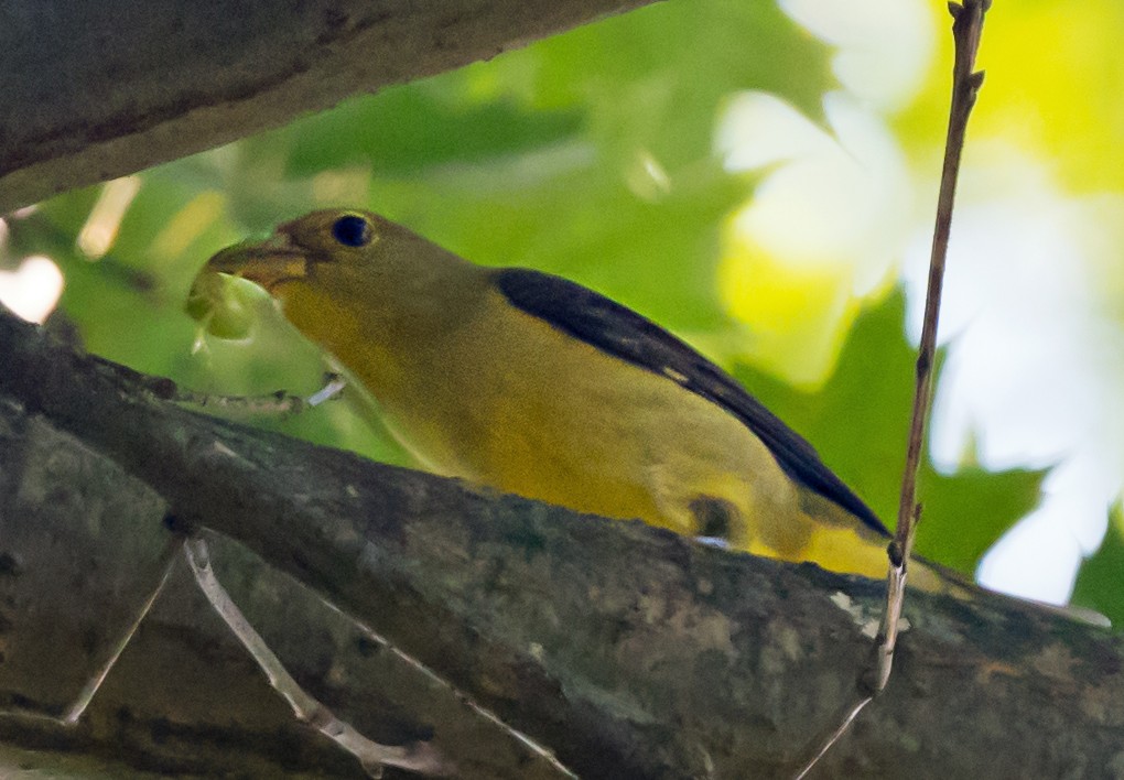 Scarlet Tanager - ML647038580