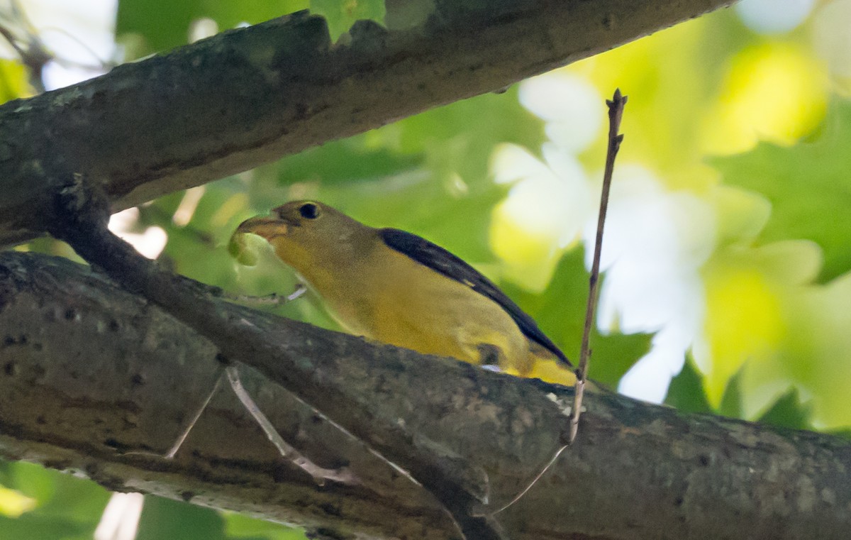 Scarlet Tanager - ML647038581