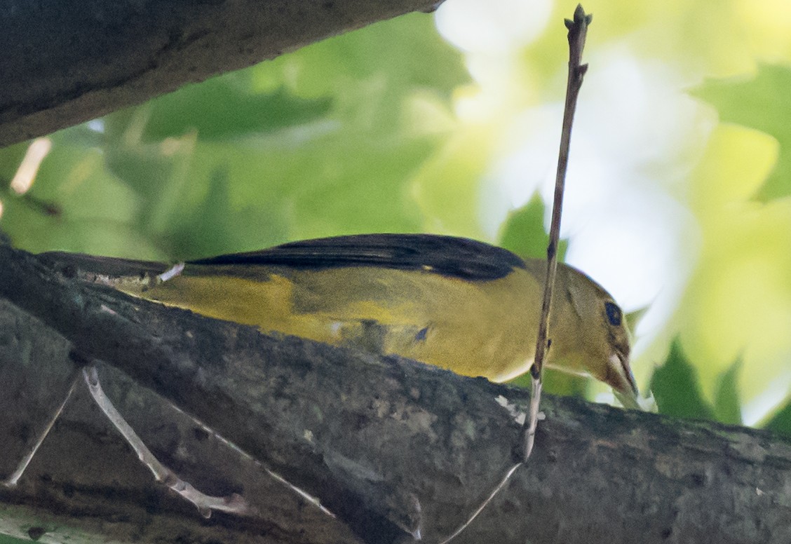 Scarlet Tanager - ML647038582