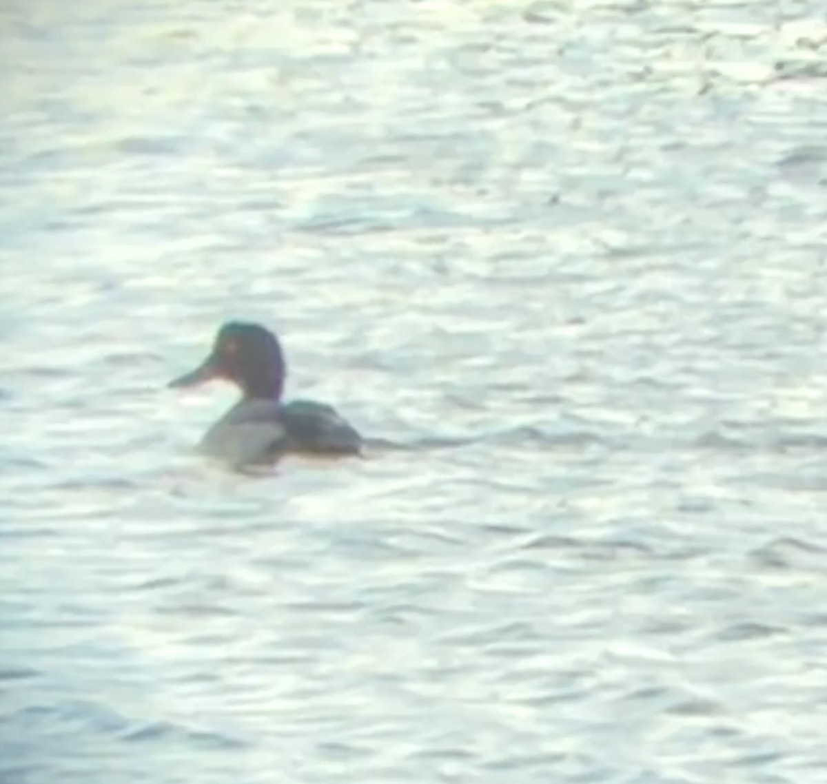 polák kaholka - ML647038586