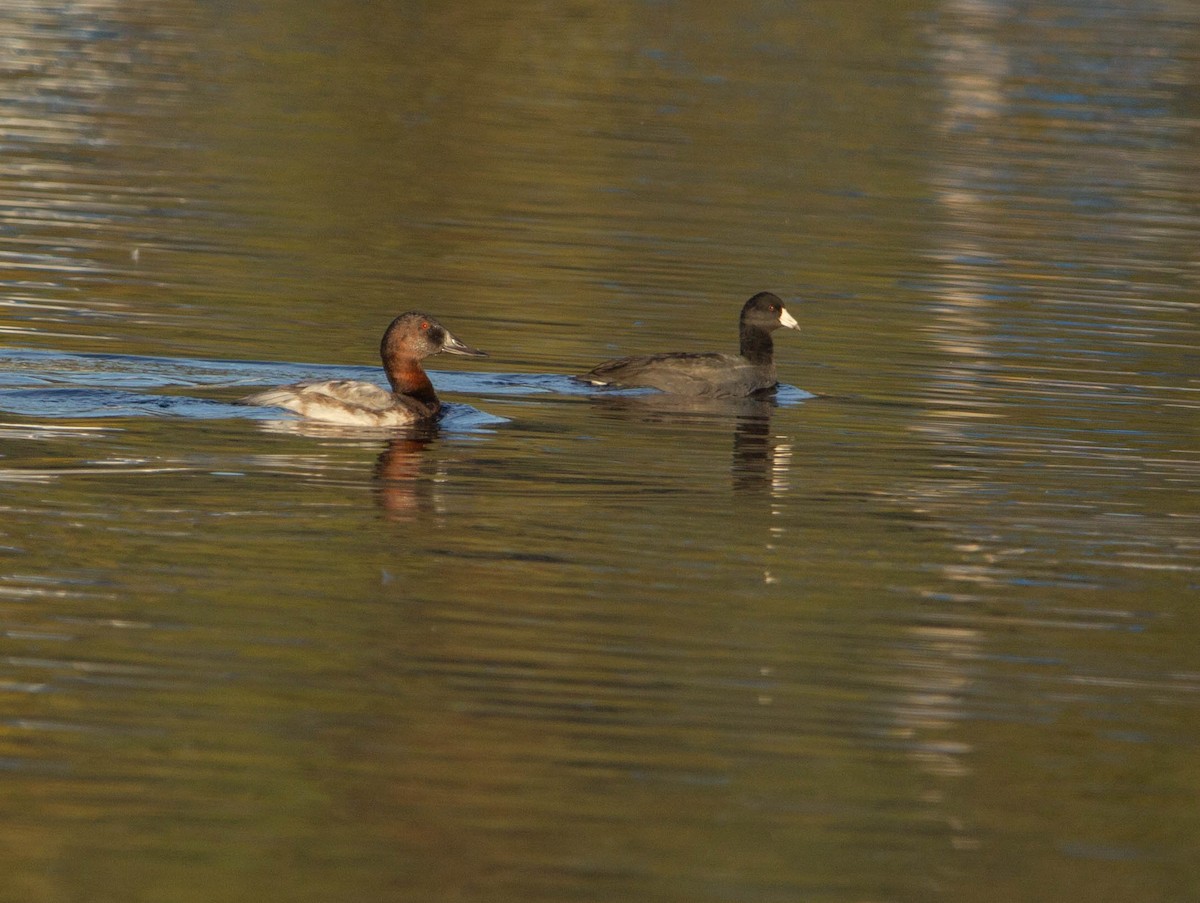 Murgilari bizkarzuria - ML647038592