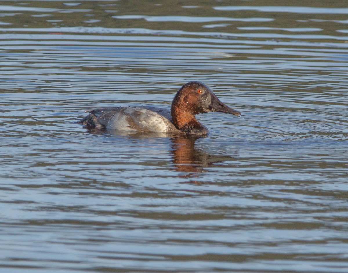 Murgilari bizkarzuria - ML647038593