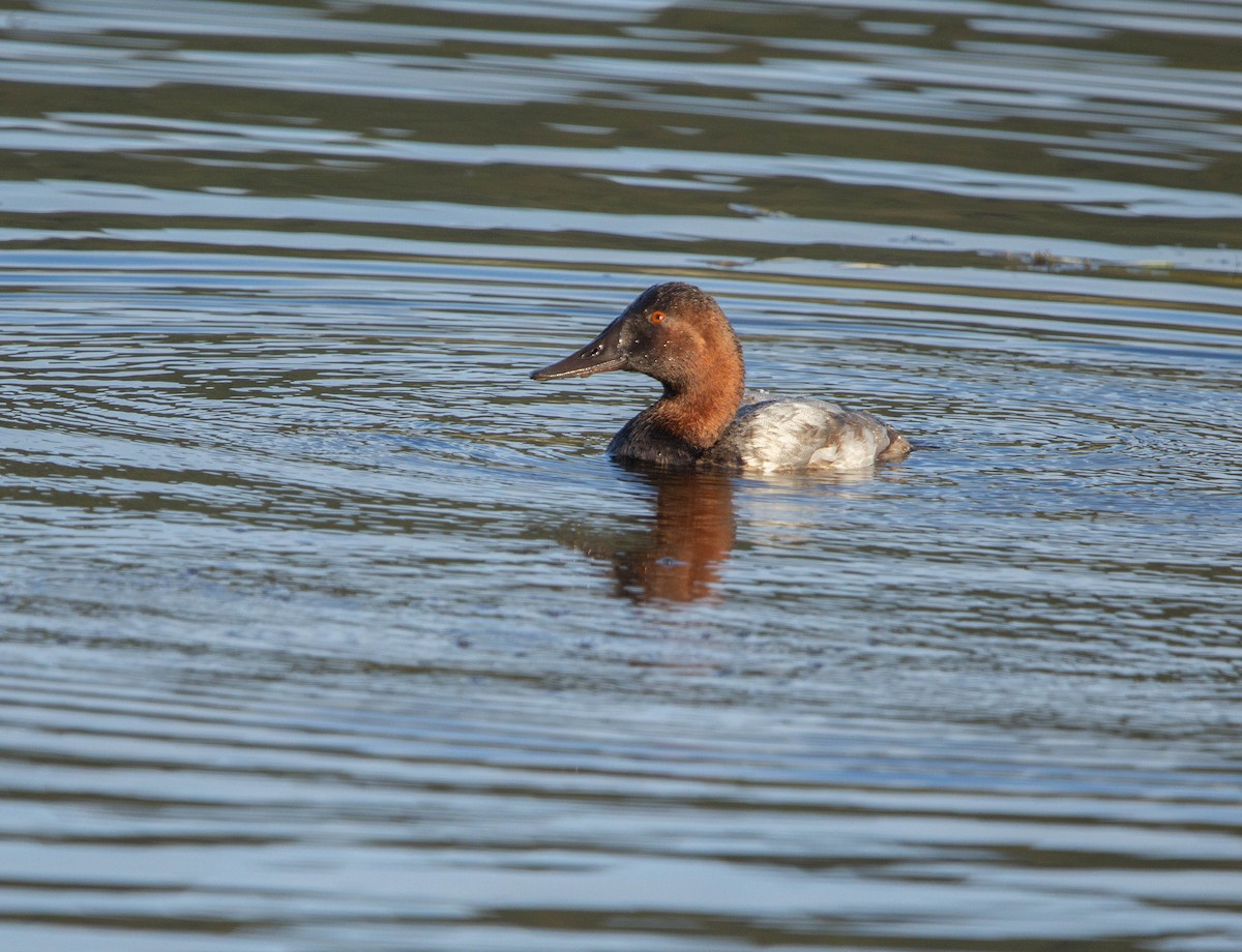 Murgilari bizkarzuria - ML647038594