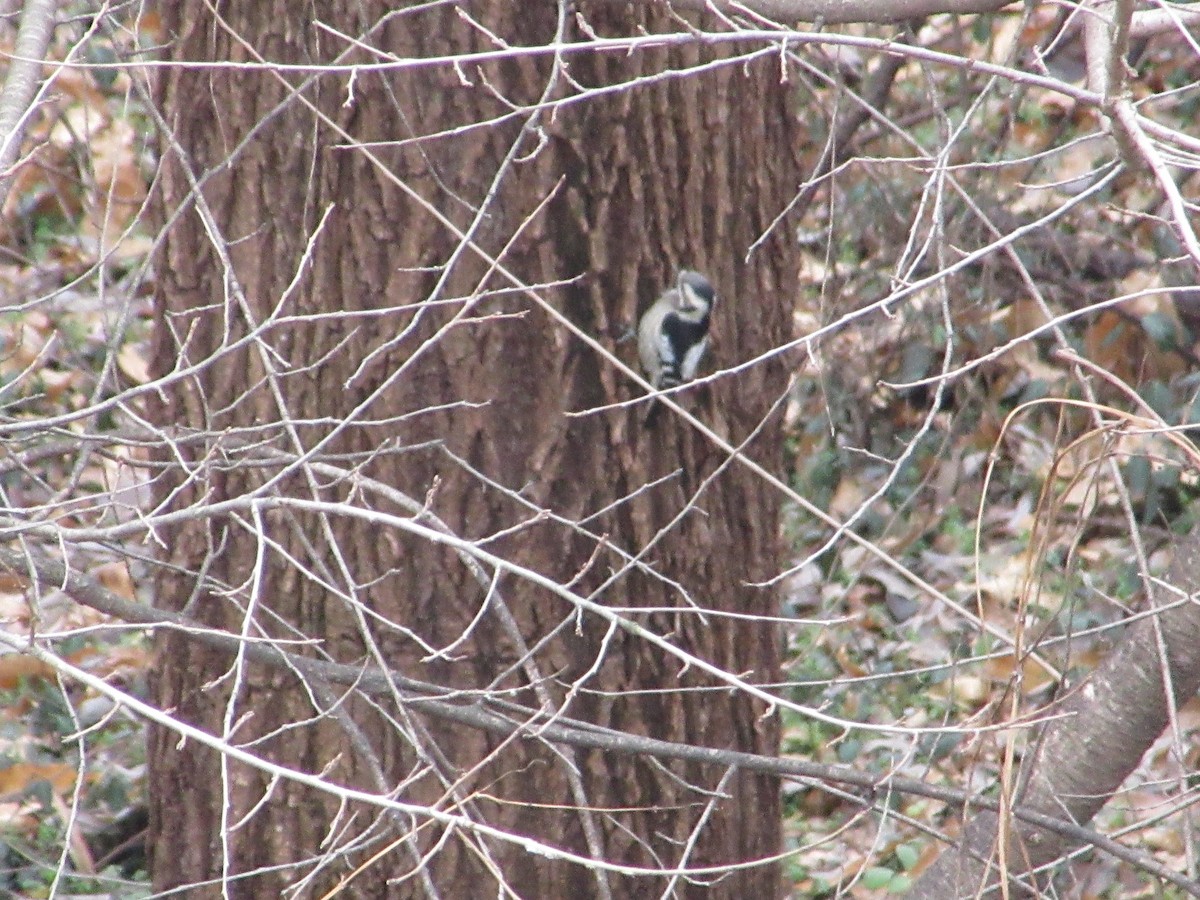 Gray-capped Pygmy Woodpecker - ML647038597