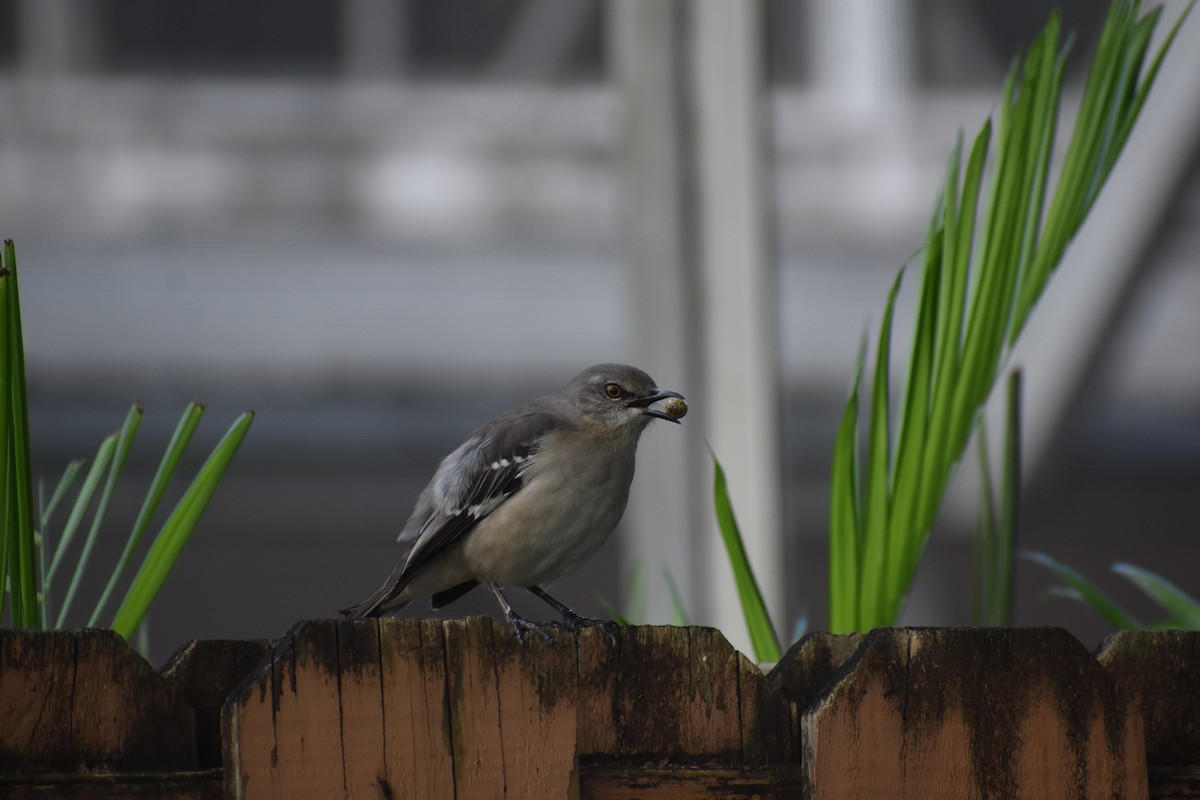 drozdec mnohohlasý - ML647038613