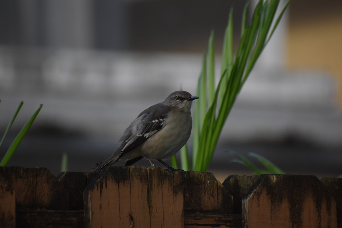 drozdec mnohohlasý - ML647038614