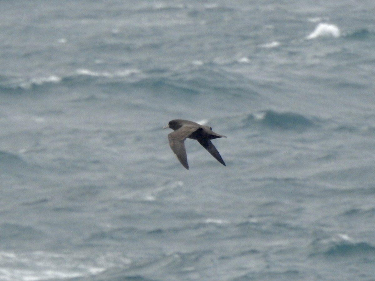 Beyaz Gıdılı Yelkovan - ML647038618