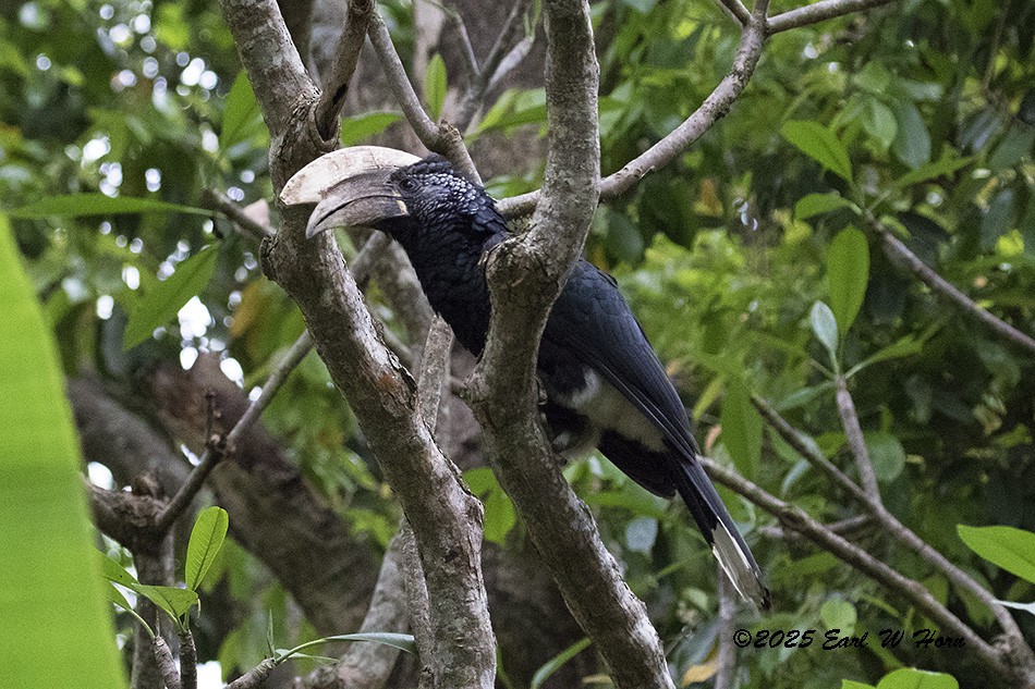 Silvery-cheeked Hornbill - ML647038619