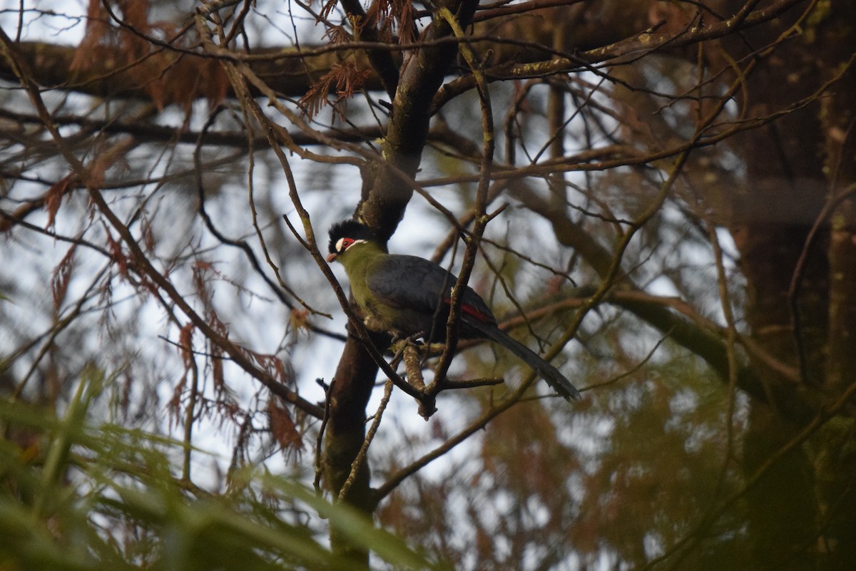 Hartlaub's Turaco - ML647038622