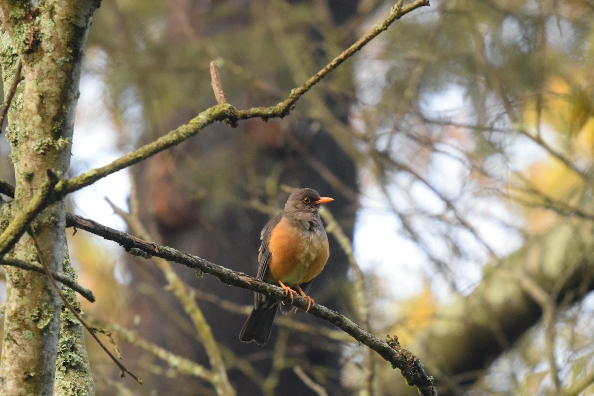 Abyssinian Thrush - ML647038623
