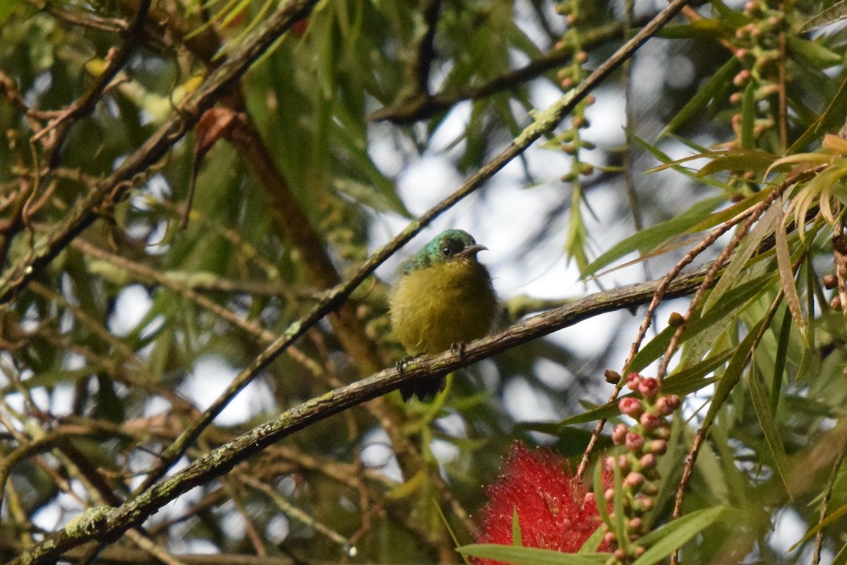 Collared Sunbird - ML647038624