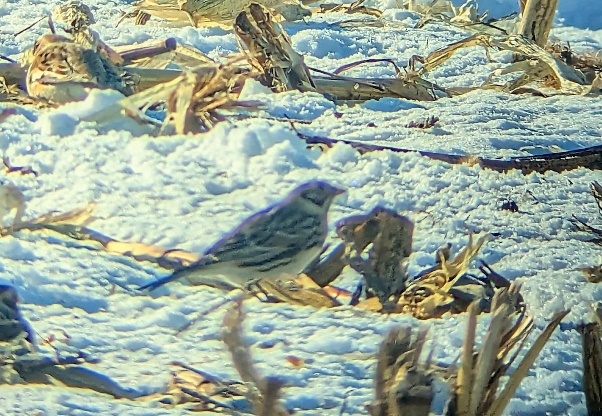 Подорожник лапландський - ML647038625