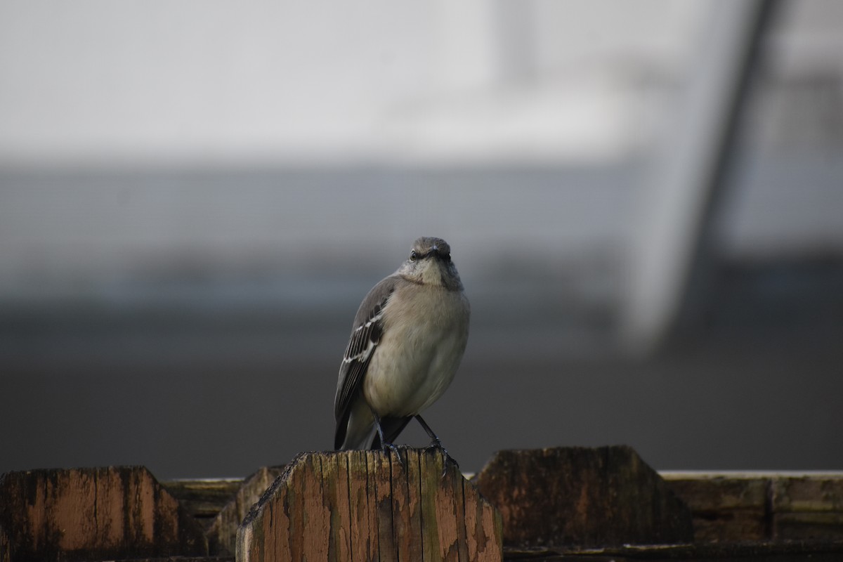 drozdec mnohohlasý - ML647038629