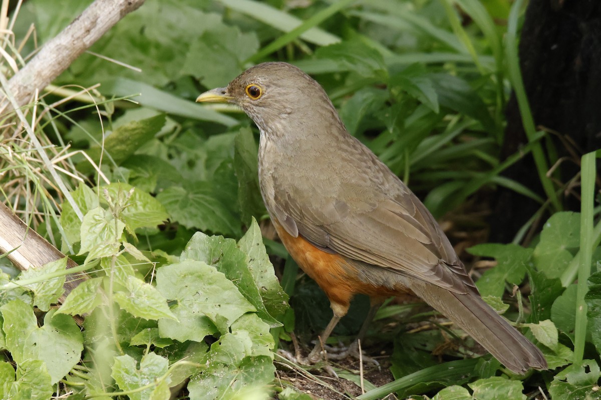 Rufous-bellied Thrush - ML647038632