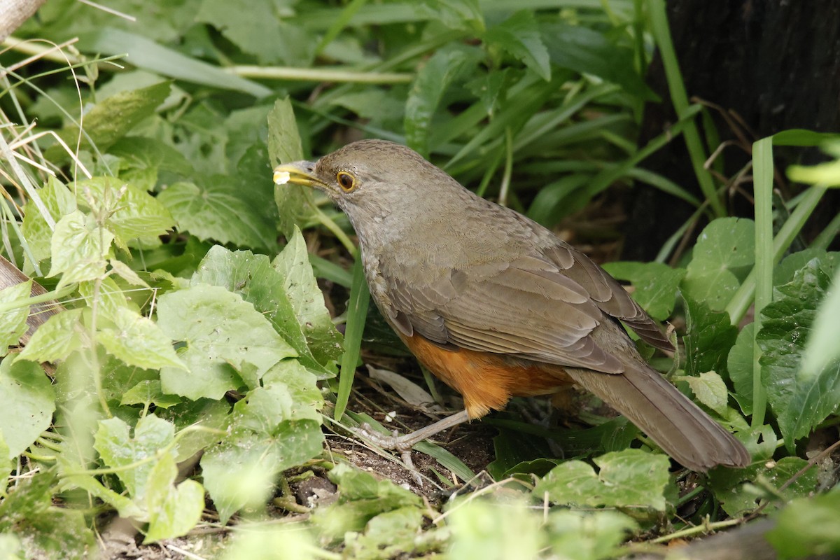 Rufous-bellied Thrush - ML647038633