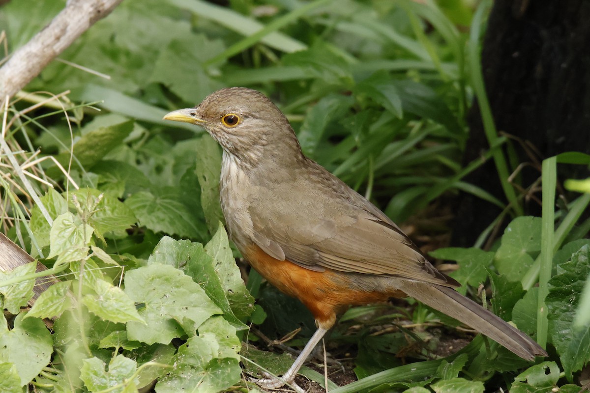 Rufous-bellied Thrush - ML647038634