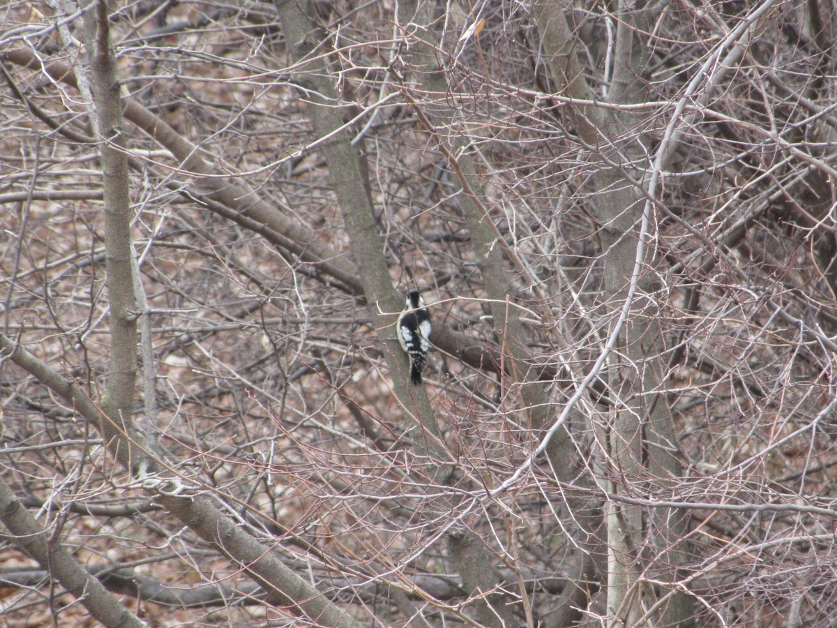 Gray-capped Pygmy Woodpecker - ML647038648