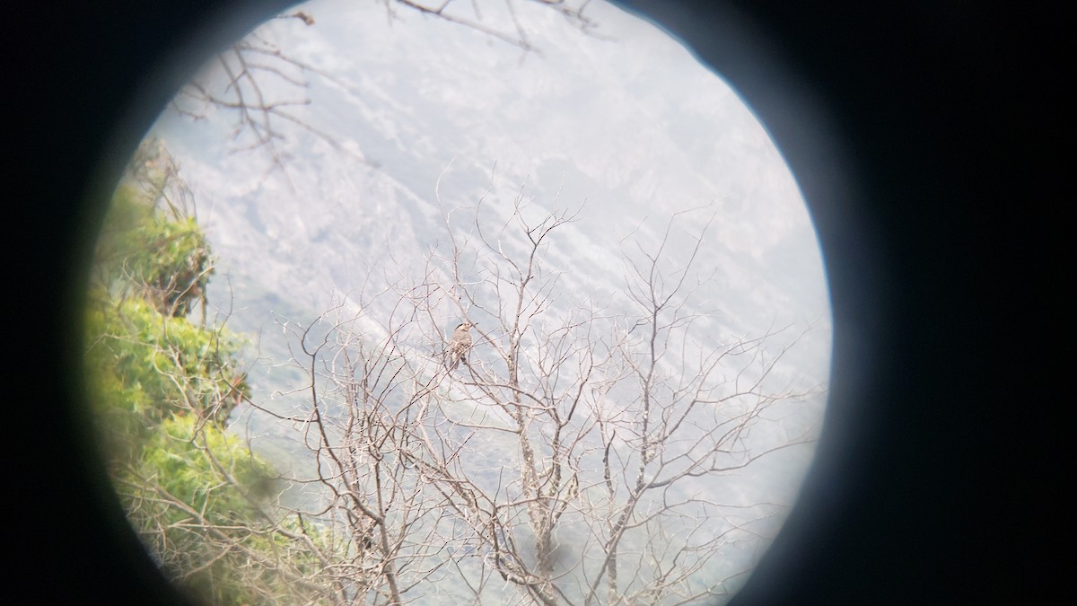 Pic du Chili - ML647038674