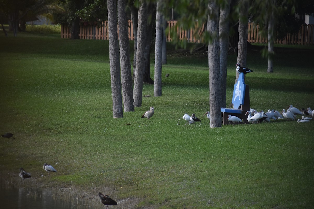 husice nilská - ML647038688