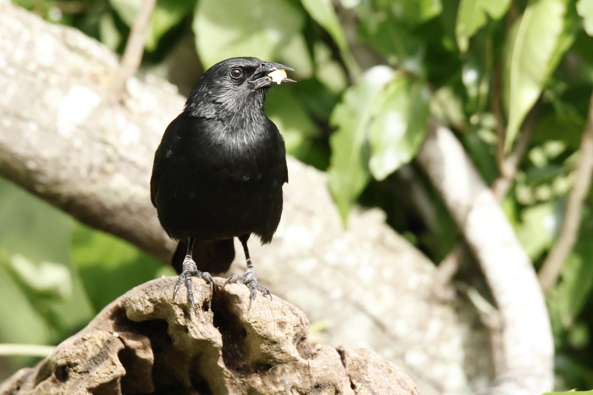 Chopi Blackbird - ML647038689